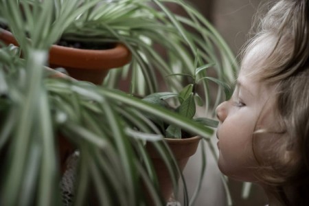 plantes chambre bébé